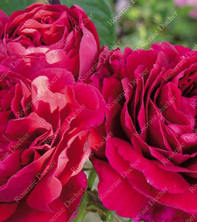 Rosier buisson Pierre Notting