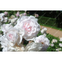 Shrub rose Marie Pavie