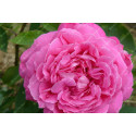 Shrub rose Magna Charta