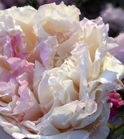 Shrub rose Madame de Tartas