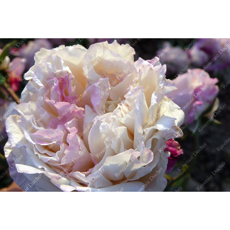 Shrub rose Madame de Tartas