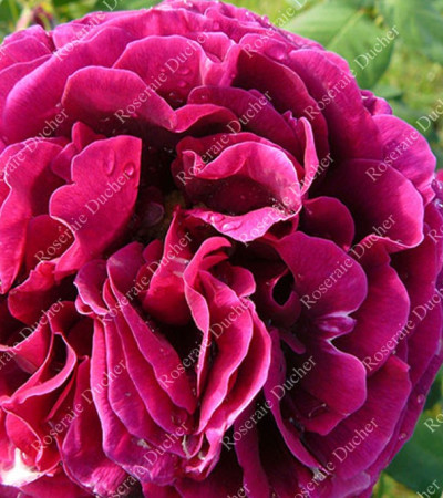 Rosier buisson Madame Francisque Rive