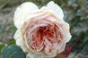 Shrub rose Madame Hector Leuliot