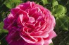 Shrub rose Madame Letuve de Colnet