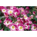Shrub rose Mozart