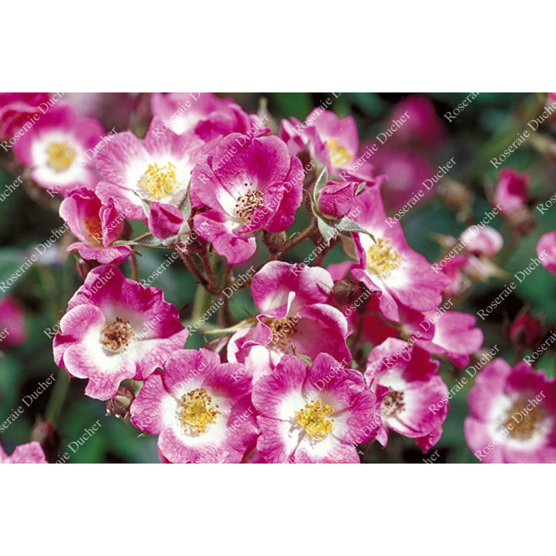 Shrub rose Mozart