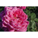 Shrub rose Marquise de Castellane