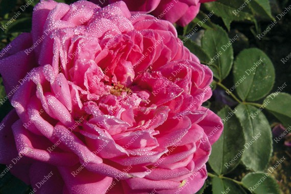 Shrub rose Marquise de Castellane