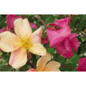 Rosier buisson Rosa Mutabilis
