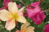 Shrub rose Rosa Mutabilis
