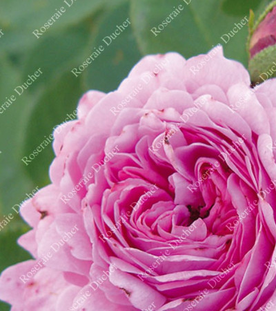 Rosier buisson Prince Napoléon