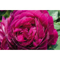 Shrub rose River's George IV