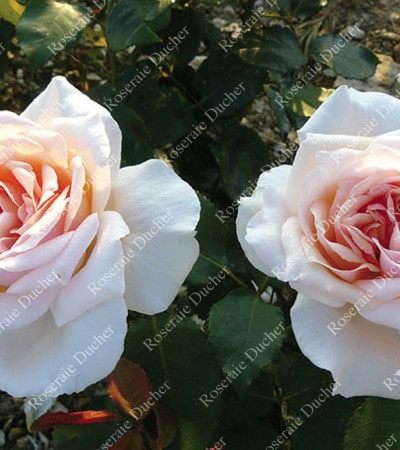 Shrub rose Prince de Bulgarie