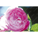 Shrub rose Reine Victoria