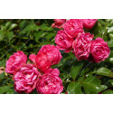 Shrub rose Pretty Fairy