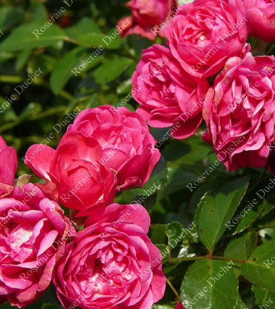 Shrub rose Pretty Fairy