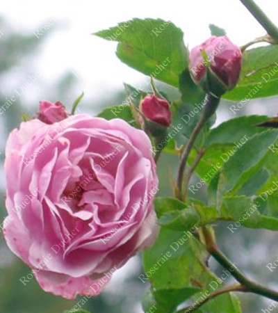 Rosier buisson Purple Mont Vernon