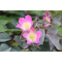 Rosier buisson Rosa Glauca