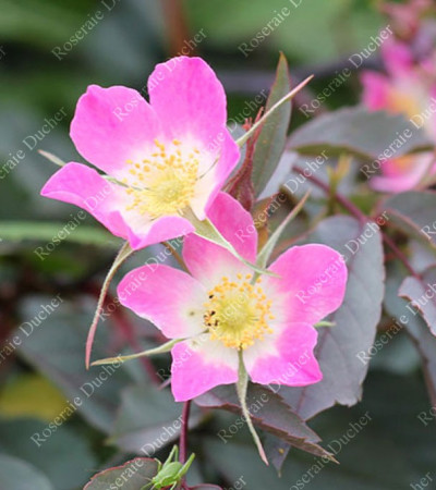 Rosier buisson Rosa Glauca