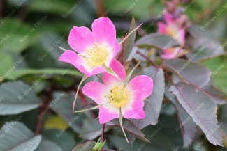 Rosier buisson Rosa Glauca