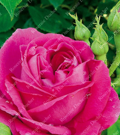 Shrub rose Ulrich Brunner