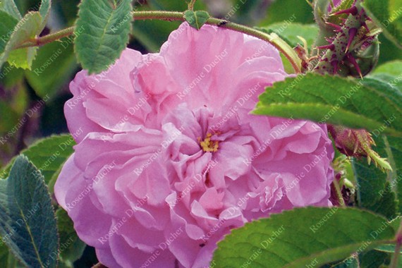 Rosier buisson Rosa Damascena 4 Saisons