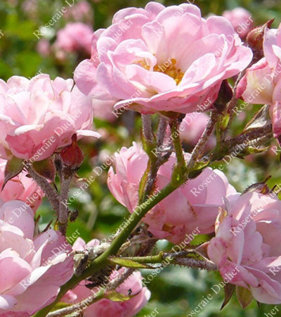 Shrub rose The Fairy