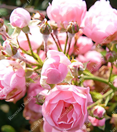 Shrub rose The Fairy