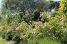 Rosier buisson Rosa Centifolia