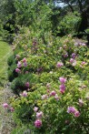 Rosier buisson Rosa Centifolia