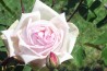Shrub rose Souvenir du President Carnot