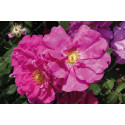 Rosier buisson Rose de Provins