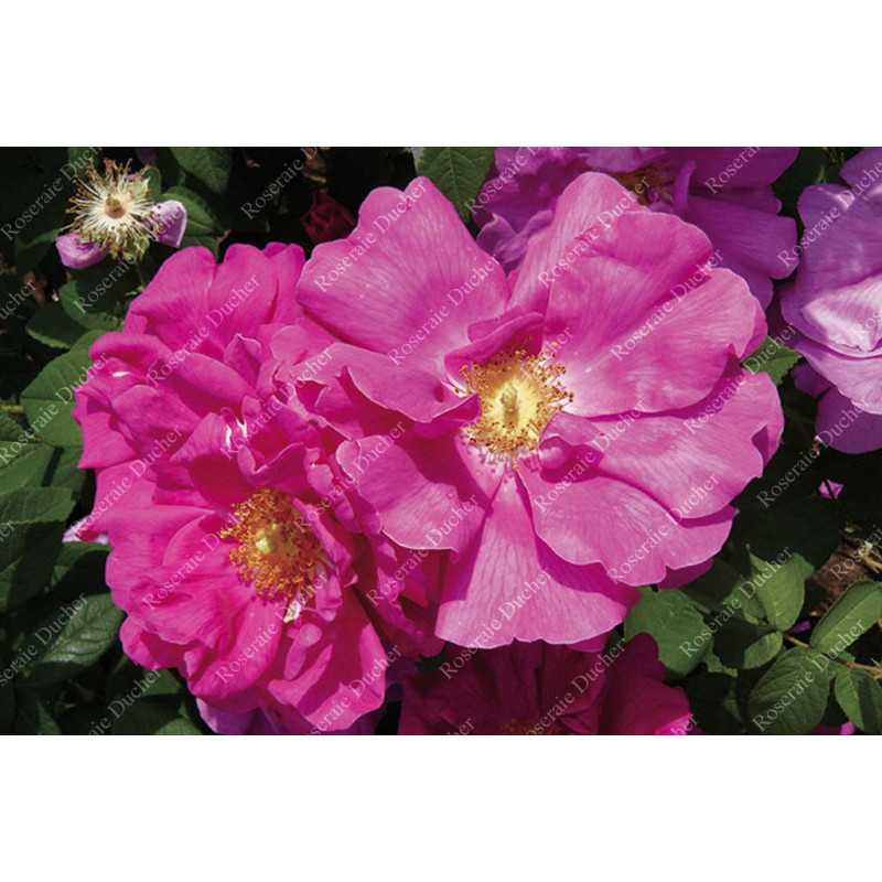 Rosier buisson Rose de Provins