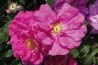 Rosier buisson Rose de Provins