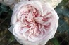 Shrub rose Souvenir de la Malmaison