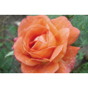 Shrub rose Westerland