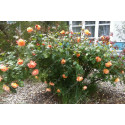 Shrub rose Westerland