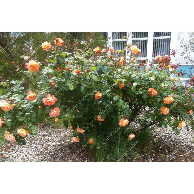Shrub rose Westerland
