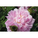 Shrub rose Soupert et Notting