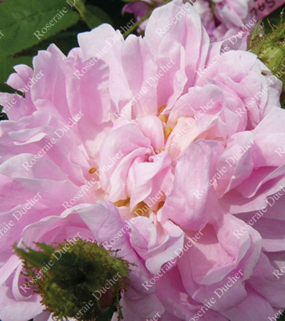 Shrub rose Soupert et Notting