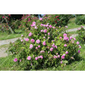 Shrub rose Soupert et Notting