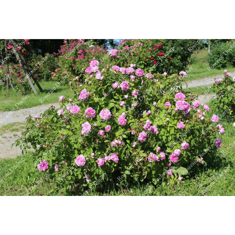 Shrub rose Soupert et Notting