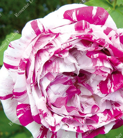 Rosier buisson Variegata di Bologna