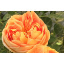 Shrub rose Soleil d'Or
