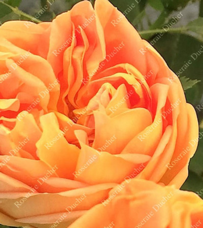 Rosier buisson Soleil d'Or