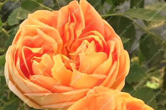 Shrub rose Soleil d'Or