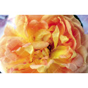 Shrub rose Soleil d'Or