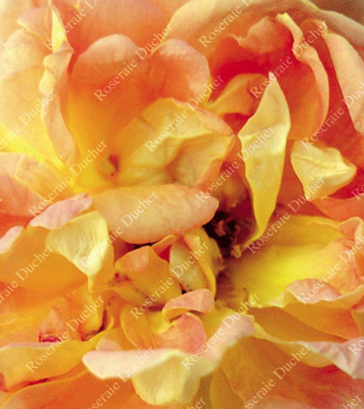 Rosier buisson Soleil d'Or