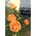 Shrub rose Soleil d'Or