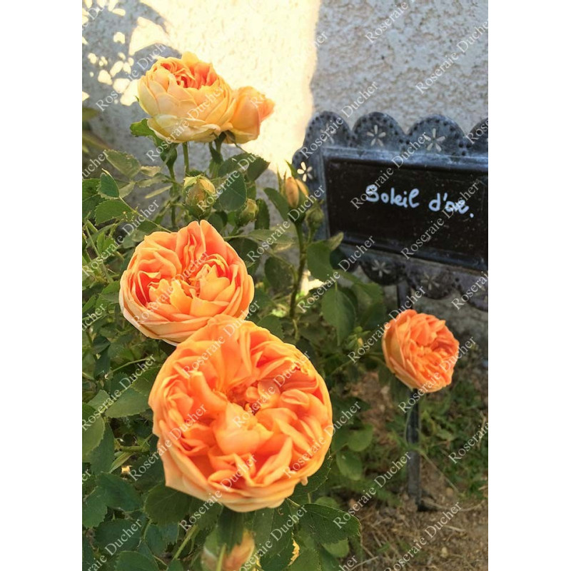 Shrub rose Soleil d'Or